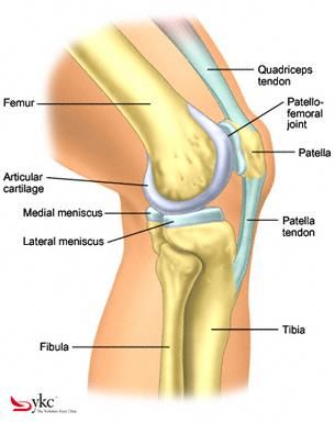 structural diagram of the knee