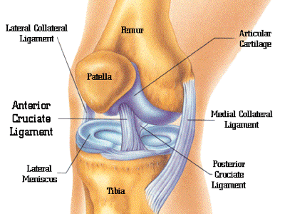ligaments in the knee