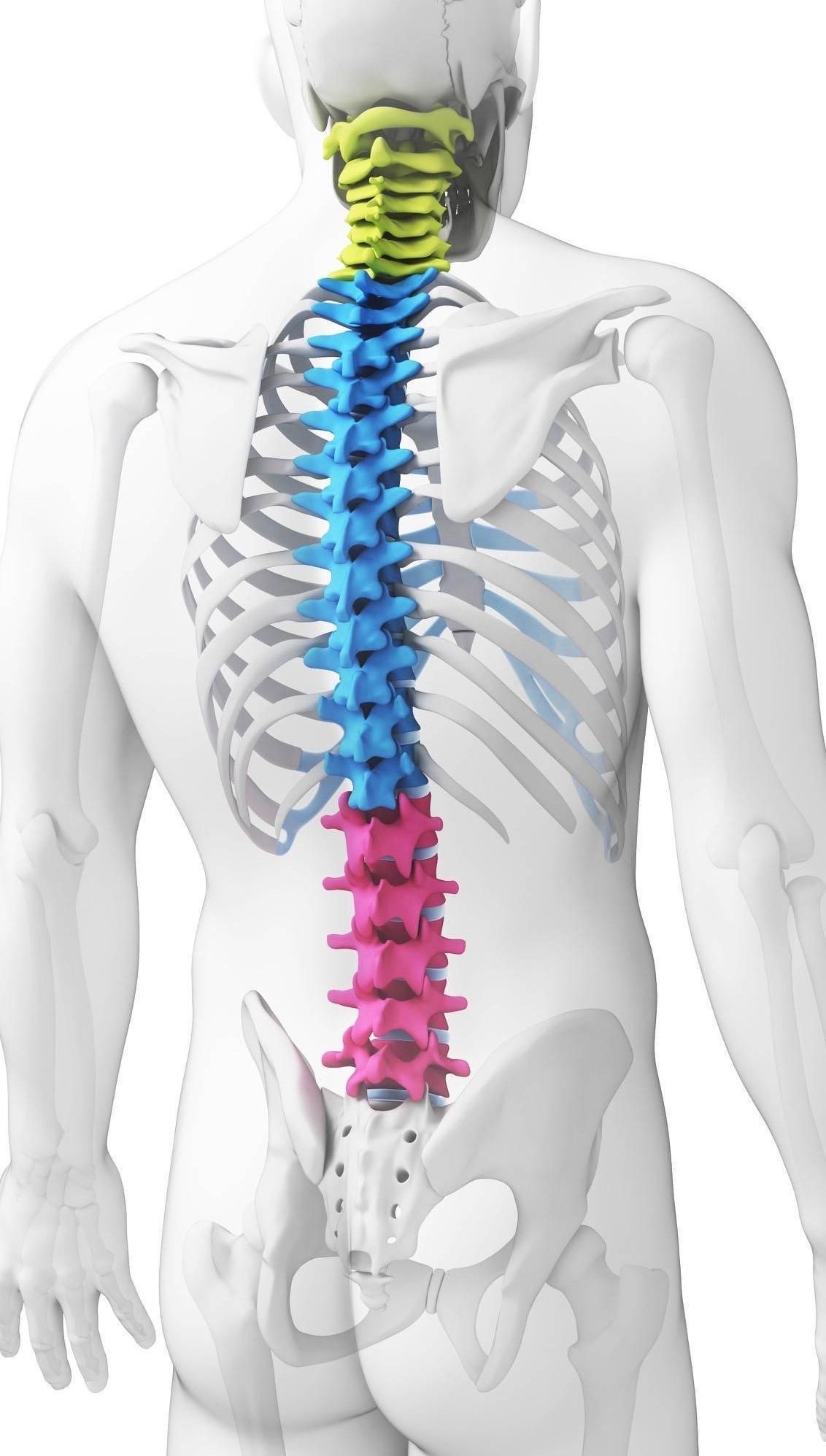 image of spine