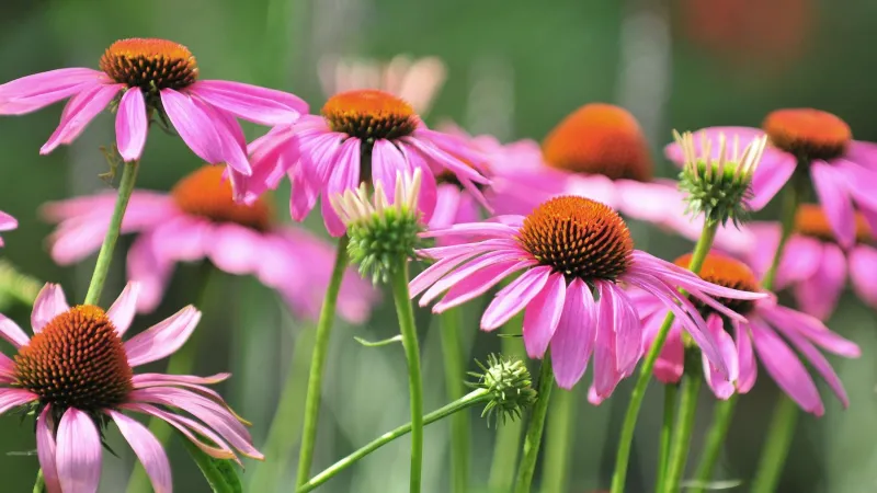 Western Herbal Medicine and Naturopathy